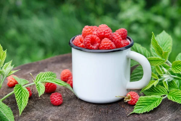 Taza esmaltada de frambuesas al aire libre . —  Fotos de Stock