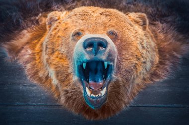 Kafa, ayı ve deri. Avcılık kupa. Tonda retro.