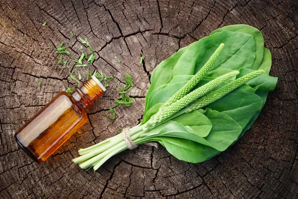 Bottle of plantain infusion or tincture and Plantago major leaves. Top view. Homeopathic and herbal medicine. — Stock Photo, Image
