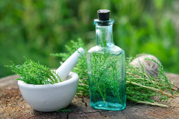 Bottle of juniper infusion or potion, mortar and Juniperus communis twigs. Herbal and homeopathic medicine. — Stock Photo, Image