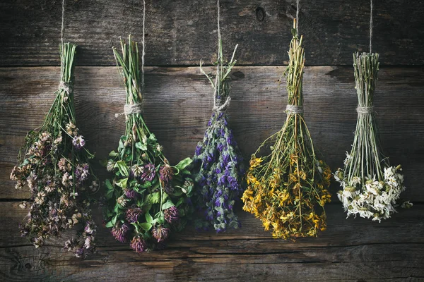 Colgando racimos de hierbas medicinales y flores. Medicina herbal . —  Fotos de Stock