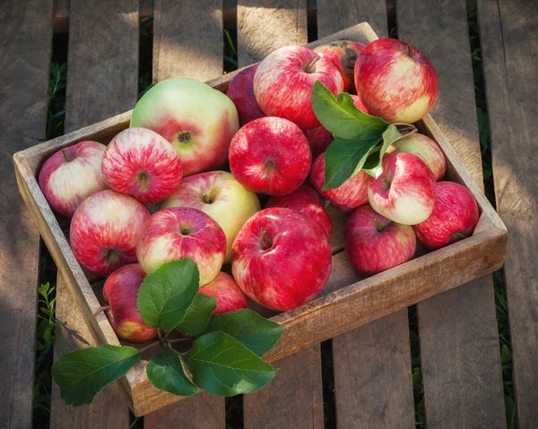 Wooden box of red apples on wooden boards in a apple orchard. — Stock Photo, Image