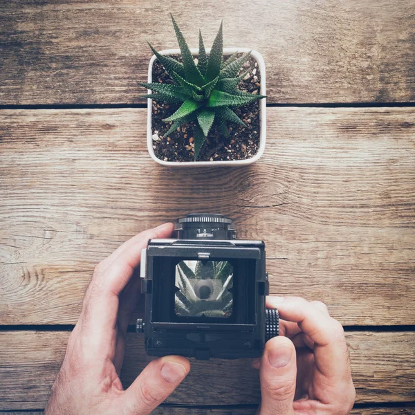 Photographer holding antique camera and taking a photo of succulent. Top view. — Stock Photo, Image