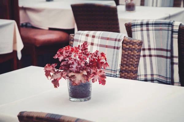 Détails du café en plein air à Tallinn, Estonie. Bouquet de feuilles d'automne sur table . — Photo