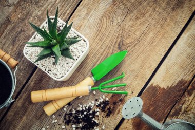 Haworthia etli saksıyı, mini Bahçe aletleri, sulama olabilir ve ahşap masa kovanın içinde. Üstten Görünüm. Düz yatıyordu.