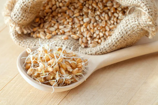 Colher de madeira de sementes de trigo germinadas e saco de grãos, nutrição alimentos saudáveis — Fotografia de Stock