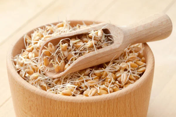 Wooden bowl and scoop filled of sprouted wheat seeds and sack of grains, nutrition healthy food. — Stock Photo, Image