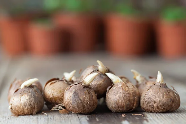 Vårens blomsterlökar för plantering. Flera blomkrukor med växter i bakgrunden, inte i fokus. — Stockfoto