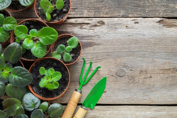 Several flowerpot of home plants. Planting potted flowers and garden tools: shovel, rake. — Stock Photo, Image