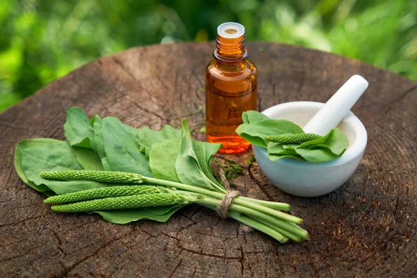Bottle Plantain Infusion Tincture Mortar Green Plantago Major Leaves Wooden — Stock Photo, Image