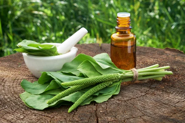 Fles Van Weegbree Infusie Tinctuur Mortel Plantago Grote Bladeren Homeopathische — Stockfoto