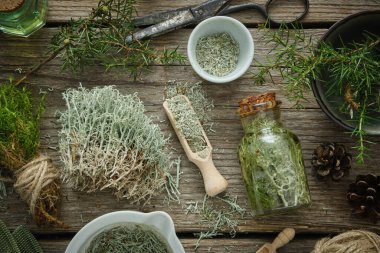 Bottle of healthy tincture of moss, mortars of dried moss, Raindeer lichen,  healthy common haircap moss and juniper twigs on wooden board. Herbal medicine.  clipart