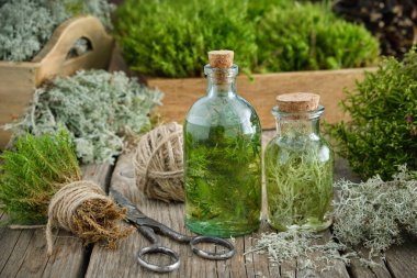 Healthy infusion or potion bottles, wooden boxes of healthy common haircap moss and lichen, moss on wooden table. Herbal medicine.  clipart