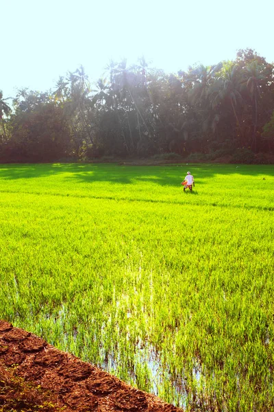 Ryżu pola obsadzone przez rolnika — Zdjęcie stockowe