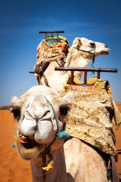 Dos camellos ensillados en el desierto — Foto de Stock