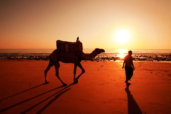 El Drover con un camello al atardecer en el desierto — Foto de Stock