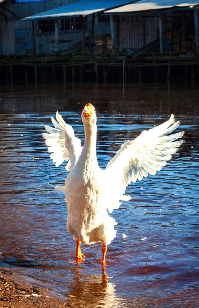 Die böse Gans flattert mit den Flügeln — Stockfoto