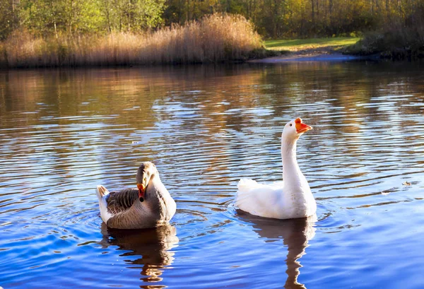 Dvě divoké husy na jezeře ve vodě — Stock fotografie