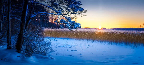 A wide panorama of a cold snow field with reeds — Stock Photo, Image