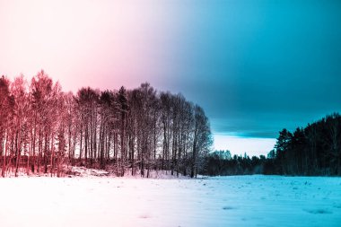 Bir kış kar tarlası ve orman