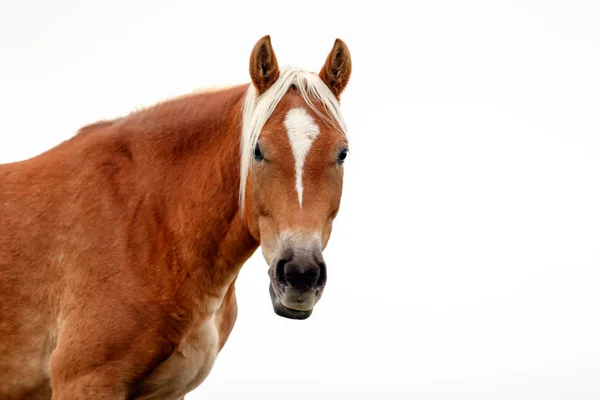 Εικόνα λεπτομέρεια ένα άλογο — Φωτογραφία Αρχείου