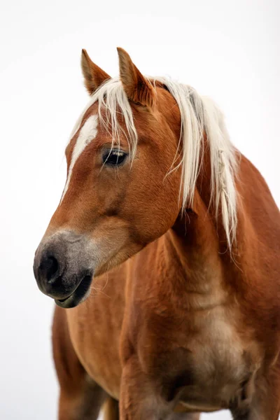 Foto van een paard Stockafbeelding