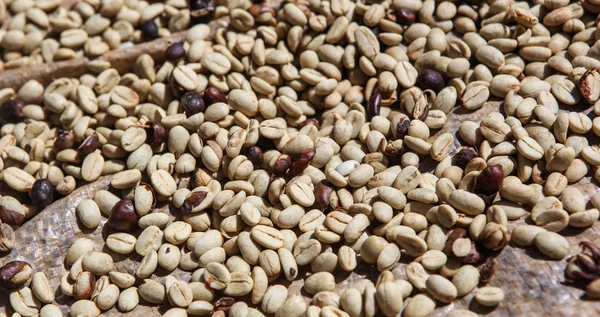 Coffee plantations near the city of Piura — Stock Photo, Image