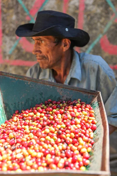 Перуанський людина працює "вишні кавоварка." — стокове фото