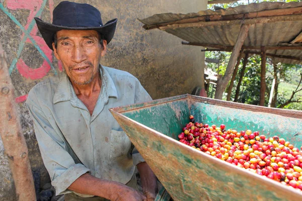 Peruaanse man werkt de "kersen koffiezetapparaat." — Stockfoto