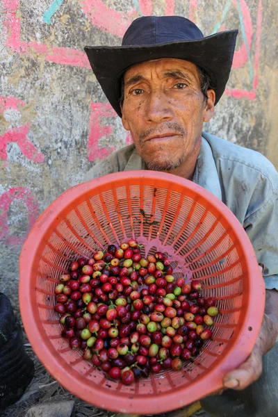 Peruvian man shows a basket with coffee cherries — Stock Photo, Image