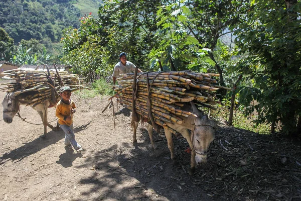 View of carriyng bundles of sugarcane — Stock Photo, Image