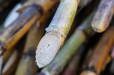 Şeker kamışı demetleri