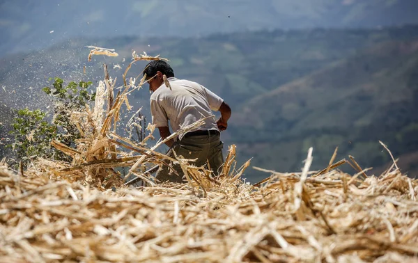 秘鲁人耙甘蔗垃圾 — 图库照片