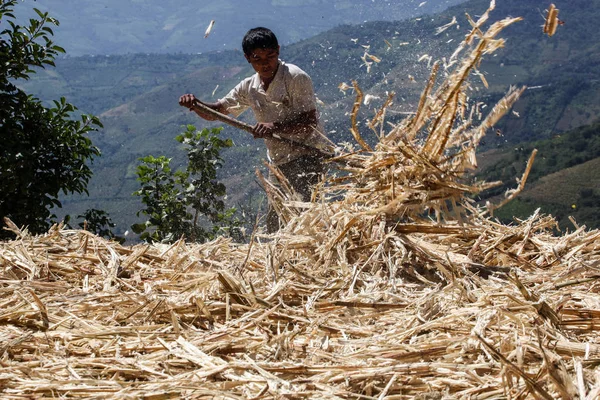 Perulu adam şeker kamışı çöp kesintiler — Stok fotoğraf