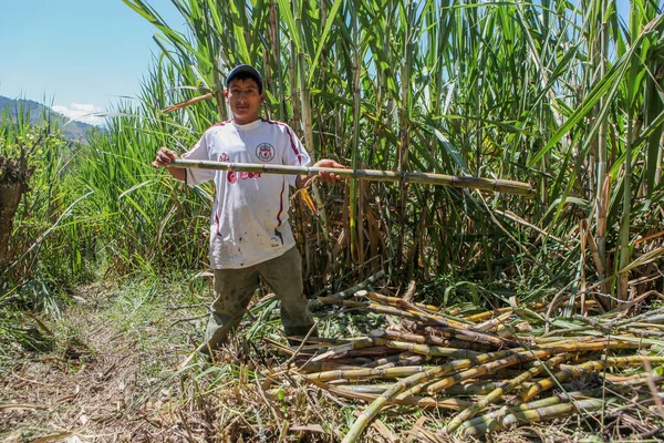Homem peruano segura uma vara de cana de açúcar — Fotografia de Stock