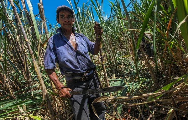 Harvesting of sugar cane — Stock Photo, Image