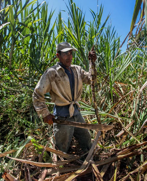 Harvesting of sugar cane Stock Image