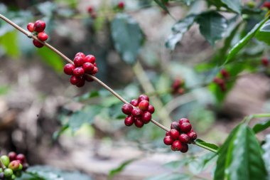 Büyüyen kahve kiraz