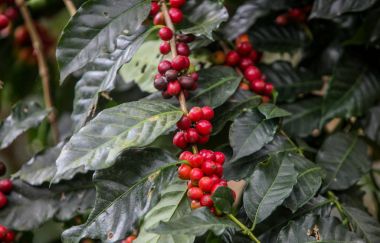 Büyüyen kahve kiraz