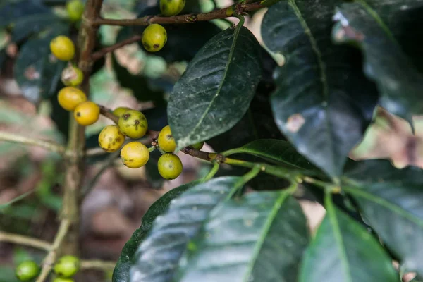 Cultivo de cerejas de café — Fotografia de Stock