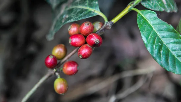 Growing coffee cherries — Stock Photo, Image