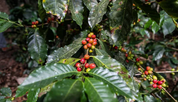 Вирощування кави вишні — стокове фото