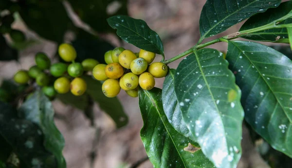 Growing coffee cherries — Stock Photo, Image