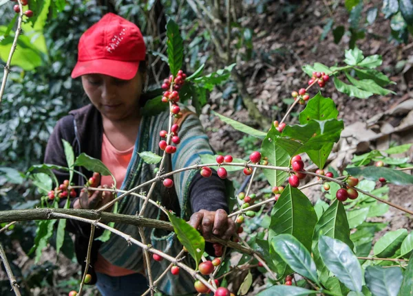 Harvesting of coffee cherries — Stock Photo, Image