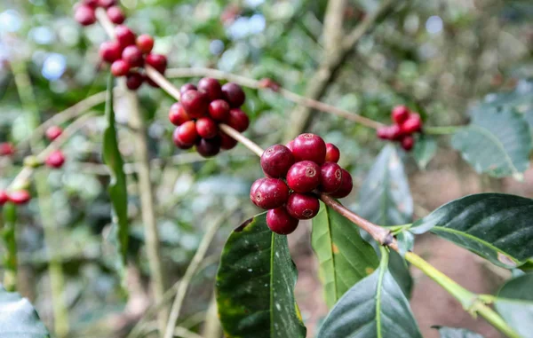 Cultivo de cerejas de café — Fotografia de Stock