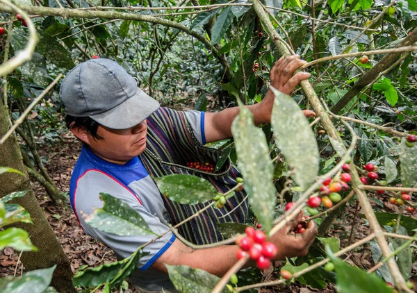 Ernte der Kaffeekirschen — Stockfoto