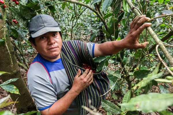 Ernte der Kaffeekirschen — Stockfoto