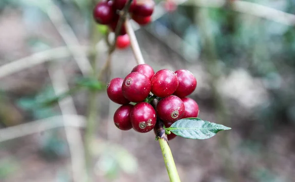 Growing coffee cherries — Stock Photo, Image