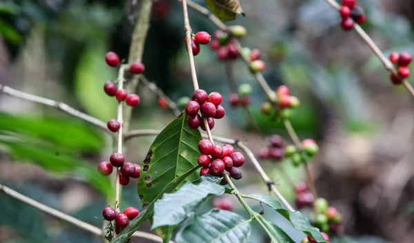 Growing coffee cherries — Stock Photo, Image