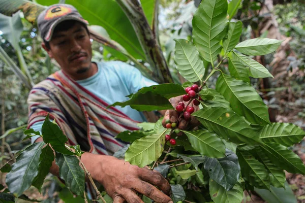 Oogsten van koffie kersen — Stockfoto